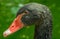 Black swan face portrait(Cygnus atratus)