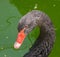 Black swan face portrait (Cygnus atratus)