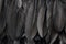 Black swan feathers texture background