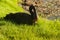 Black swan feeding on fresh grass