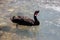Black Swan floating in the clear water.