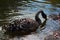 Black swan floating on the water