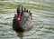 The black swan floats in the pond. Beautiful swan poses on the water