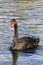 Black Swan Of Furman University