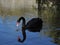 Black swan gazing at reflection