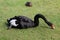 Black Swan on Grass