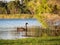 Black Swan on Herdsman Lake, Western Australia