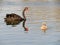 A black swan and its cute cygnet swimming in lake in winter in Beijing, China