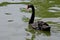 Black Swan by Lake, El Retiro Park, Madrid, Spain