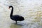 Black swan in Lishui Park