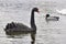 Black Swan With a Mallard Duck Behind
