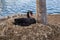 Black Swan on Nest