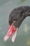 Black swan open red beak mouth.