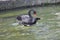 The black swan in the park is mating