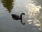 Black swan in a pond.