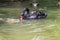 Black swan on the pond, eating with fishes