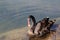 Black swan in a pond in summer in shallow water examines something