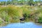 Black swan in a pond in Travis Wetland Nature Heritage Park in New Zealand