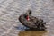 Black Swan preening itself on Lake Burley Griffin