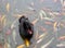 Black Swan with Red Beak in Koi Fish Pond, China