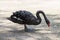 Black swan stands in the afternoon on the shore of the reservoir