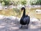 Black swan stands in the afternoon on the shore of the reservoir