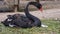 The black swan. Summer on Swanâ€™s lake.