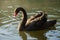 Black swan swimming