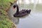 A black swan swimming