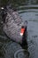 Black Swan Swimming in Dark Water in the Rain