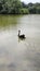 Black swan swimming in lake