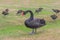Black Swan in Tasmania, Australia