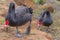 Black Swan in Tasmania, Australia