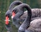 Black swan to the west lake in hangzhou,