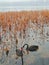 Black swan to the west lake in hangzhou,