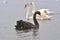 Black Swan And Two young Swans behind