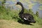 A black swan is walking at the edge of a lake (France)