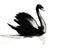 Black swan on the water