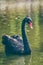 Black swan on water Cygnus atratus