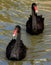 Black Swans