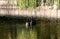 Black swans in the autumn lake.