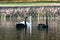 Black swans in the autumn lake.