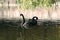 Black swans in the autumn lake.