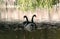 Black swans in the autumn lake.