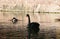 Black swans in the autumn lake.