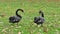 Black swans birds swans black
