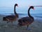 Black swans couple in Cyprus