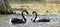 Black swans forming heart - pond idyll