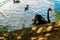 Black swans frolic on land and in the water. Western Springs Pond, Auckland, New Zealand