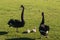 Black swans guarding cygnets